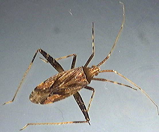 Phytocoris varipes